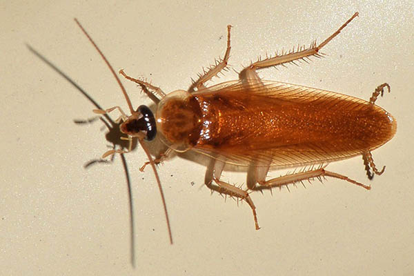 Эффективные методы уничтожения тараканов СПБ